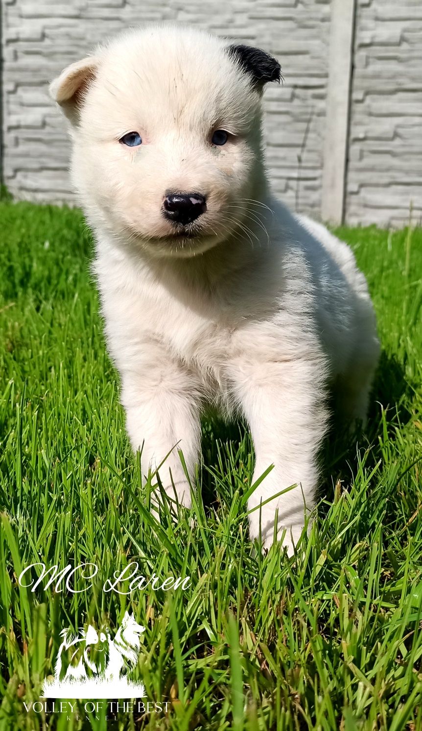 Łajka jakucka nie owczarek nie samojed nie border