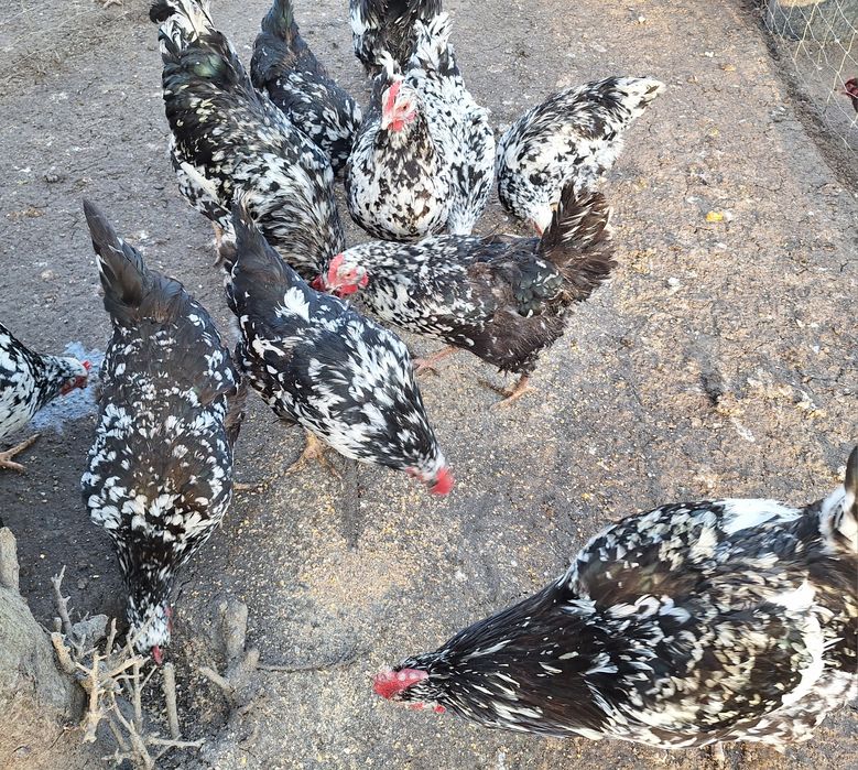 Jaja jajka kur teczanki , tęczówki kury teczanka teczowka.