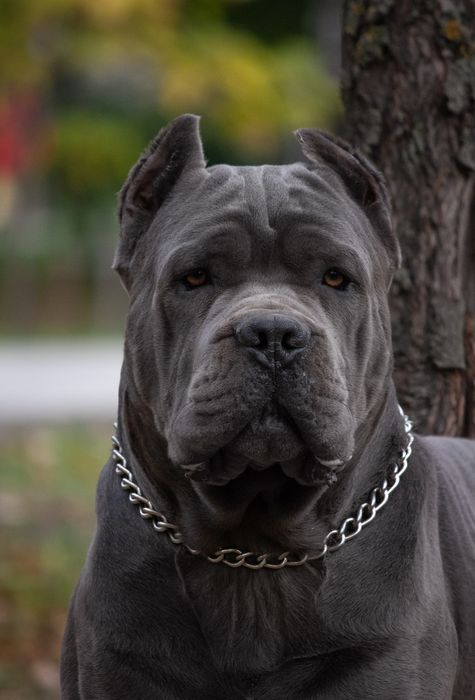 Вязка Кане-корсо