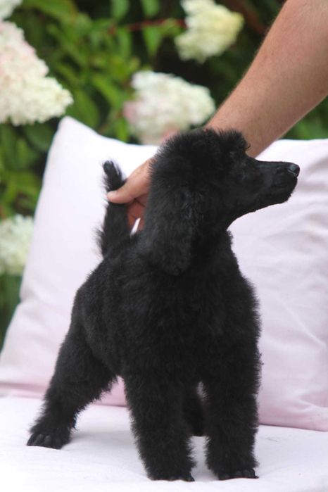 Pudel królewski duży Czarny Samiec Nero Standard Poodle Black 15 tyg