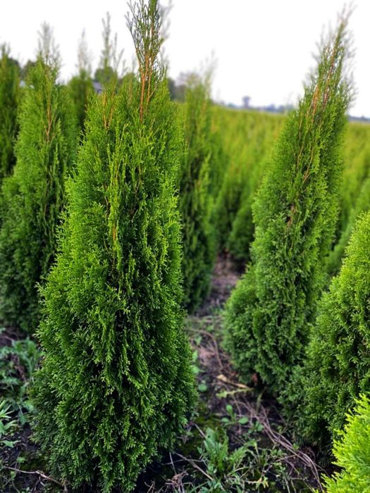 Tuja Szmaragd 120-200cm Transport Sadzenie