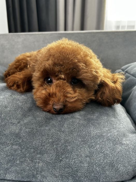 Дівчинка той пудель Ада