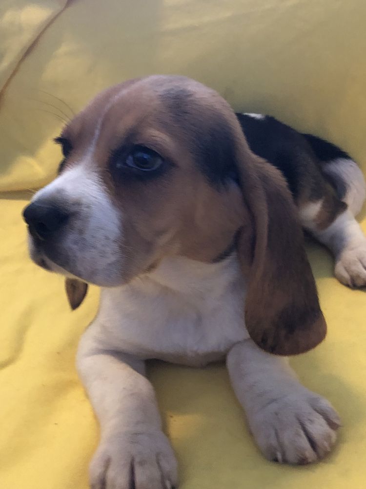 Beagle femea. com dois meses. Pronto para entrega