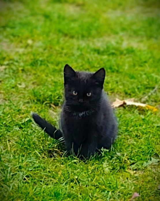 3 kocięta do adopcji