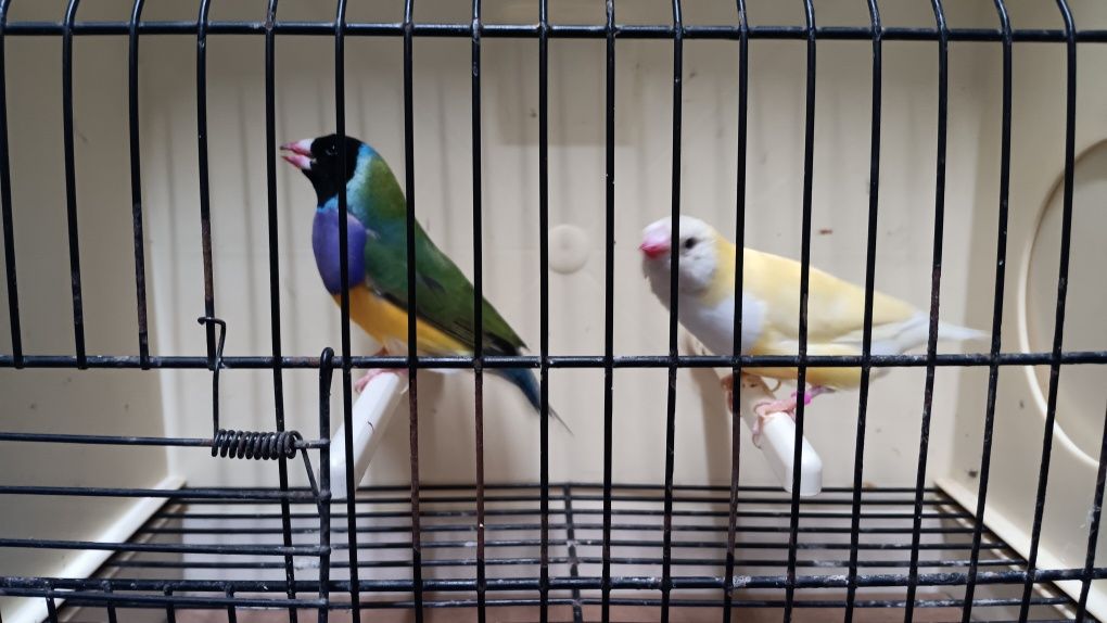 Diamantes de Gould