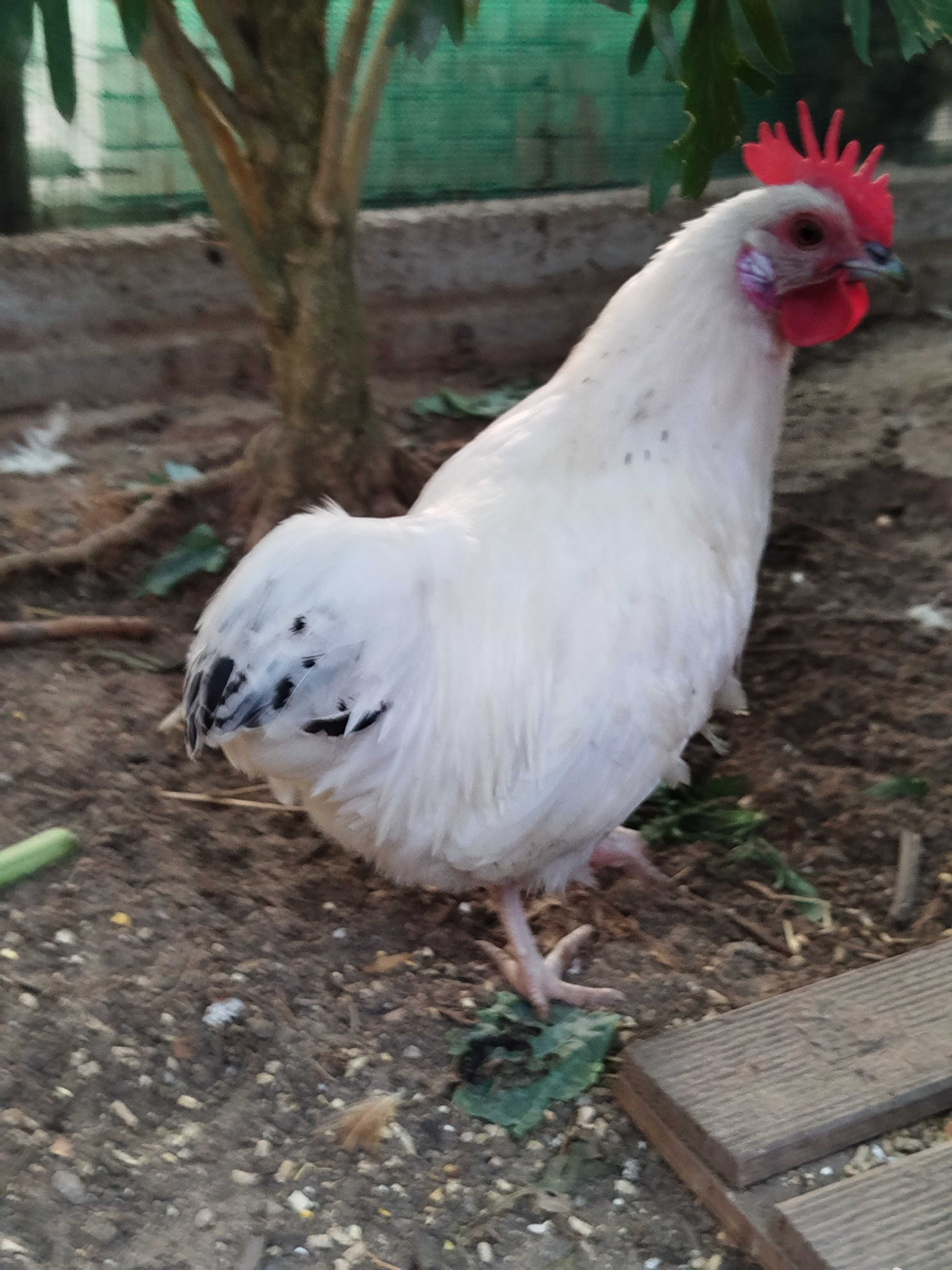 Garnizos macho 5 meses