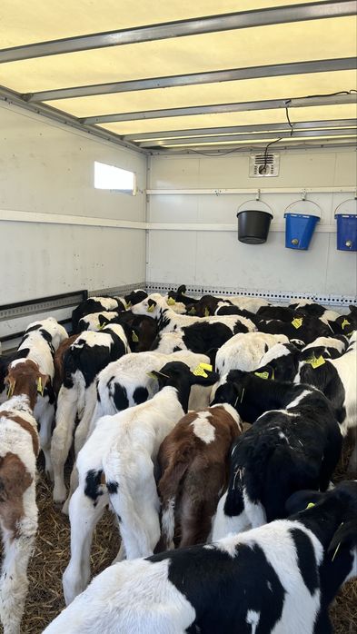 Sprzedam cielęta cielaki