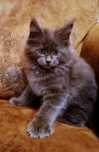 Maine Coon blue kotki