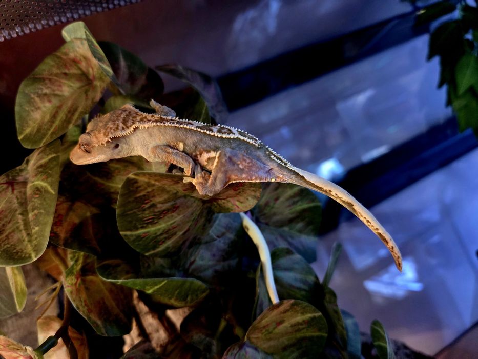 Gekony orzęsione samice