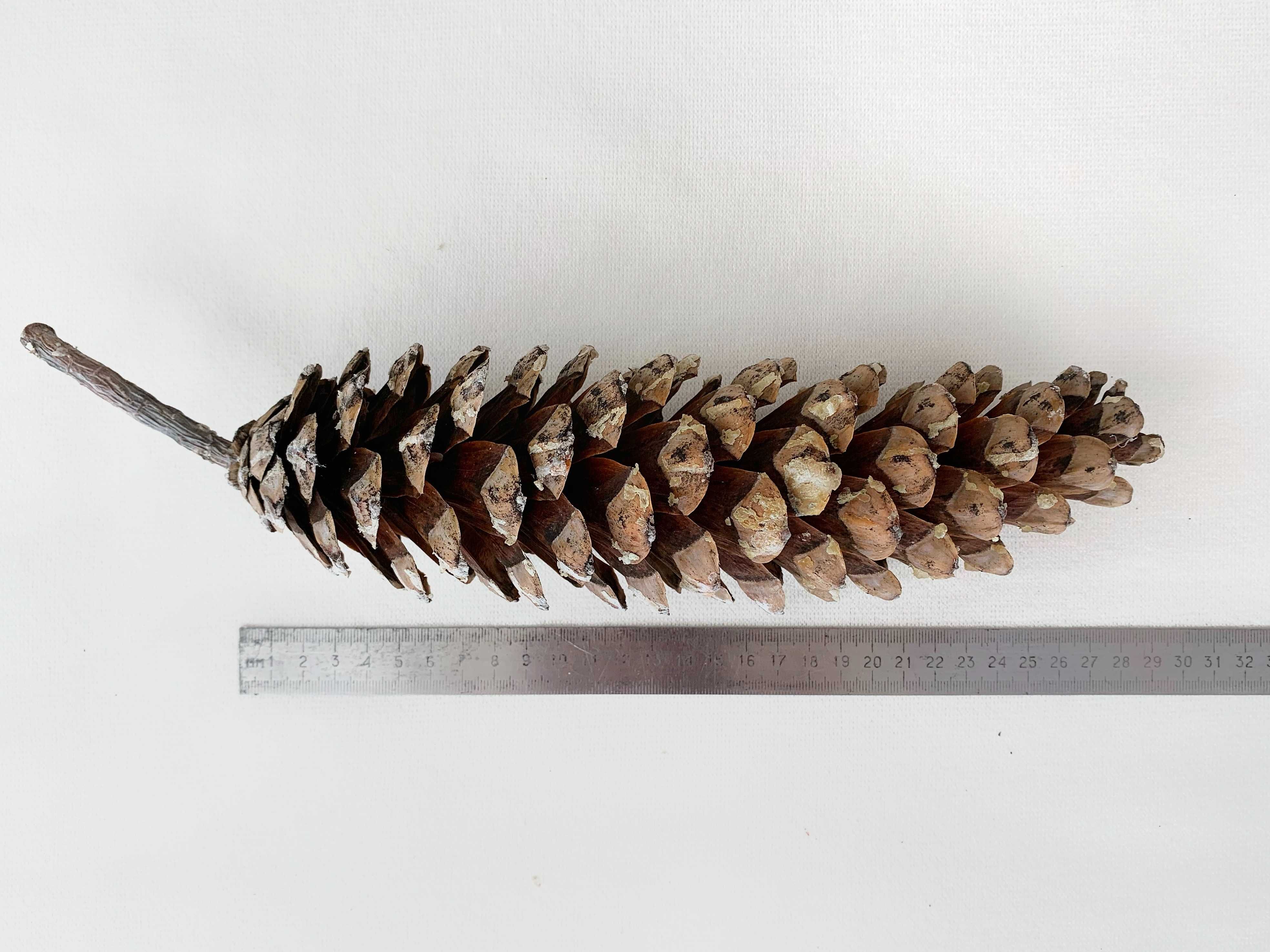 Гігантські натуральні шишки кедрової сосни 16-20 см