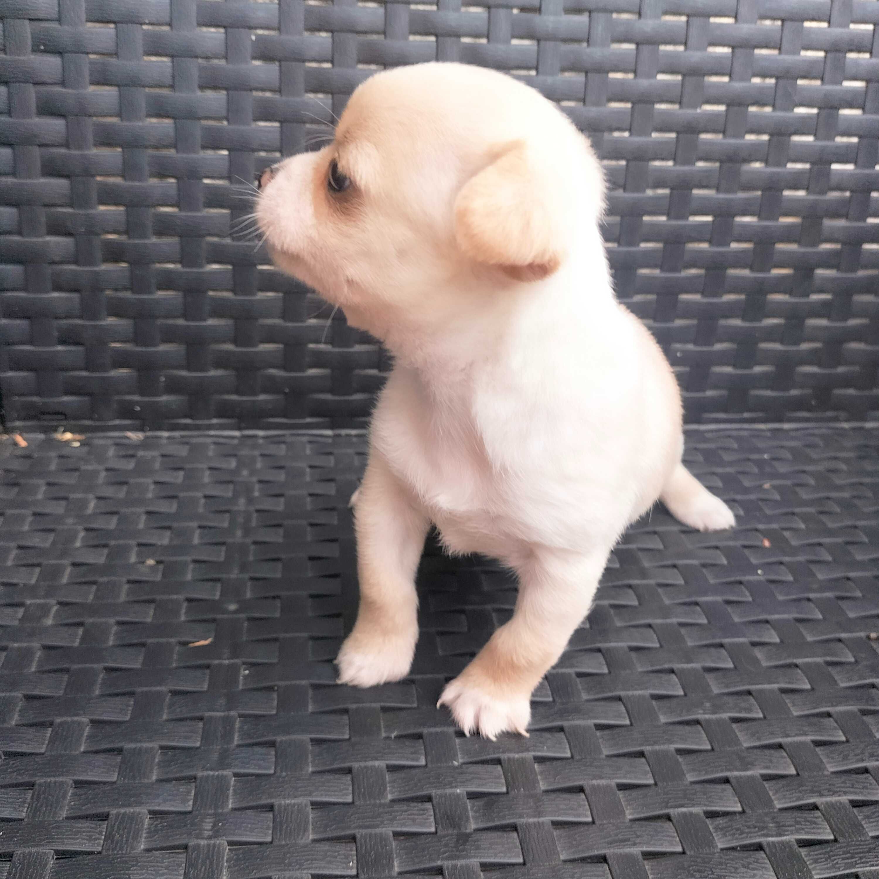 Chihuahua mini macho