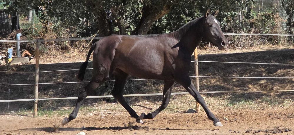 Poldra lusitana Grande com 2 anos