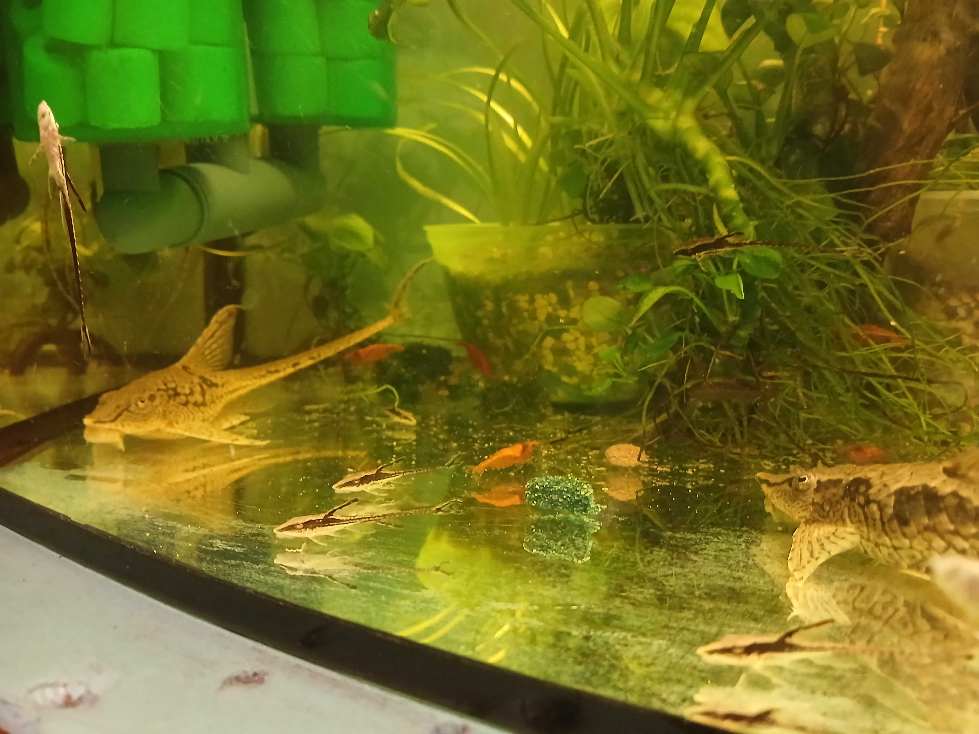 Sturisoma aureum