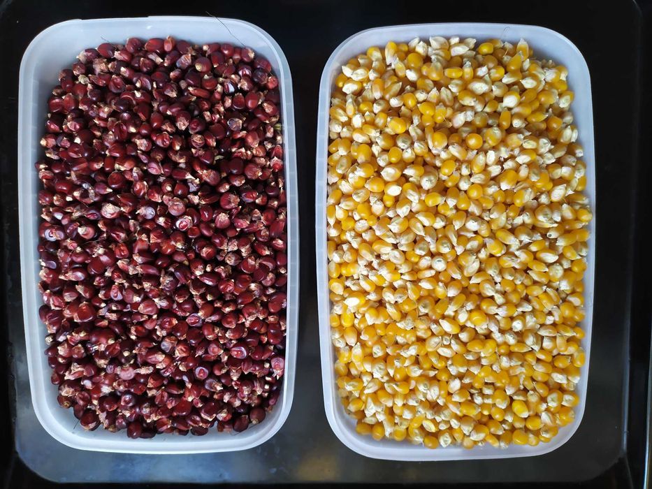 Попкорновская кукурудза. Попкорн.