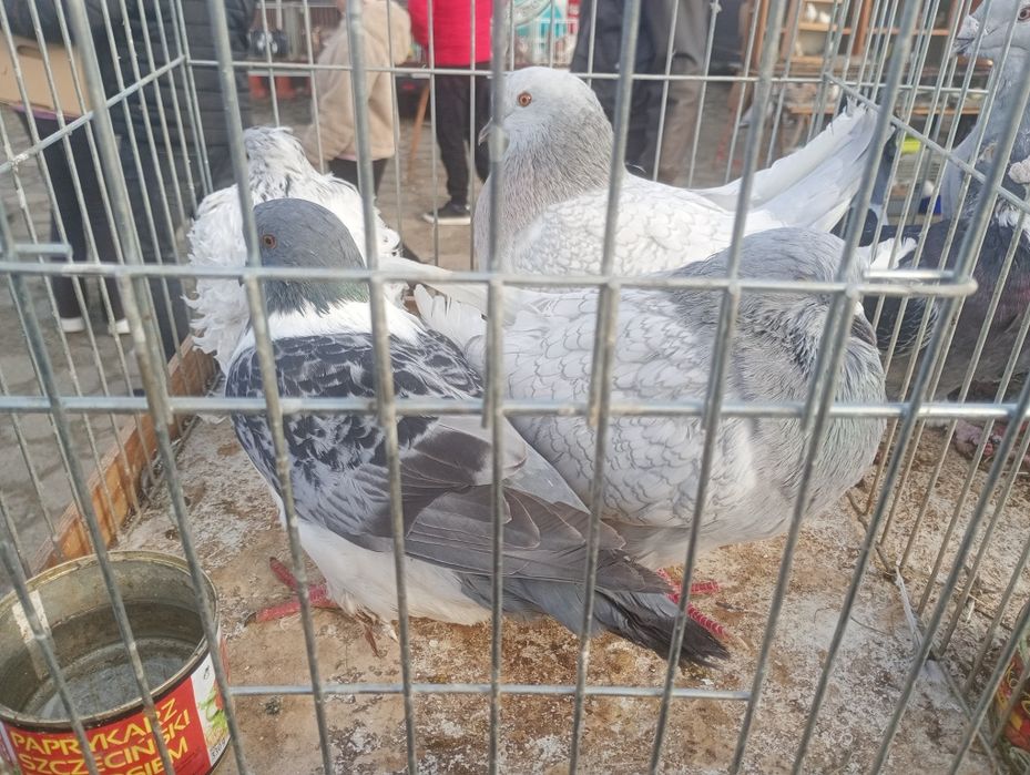 Gołębie ozdobne różne gatunki