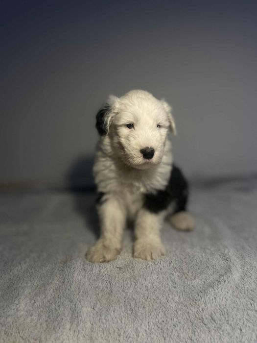 Owczarek staroangielski-Bobtail