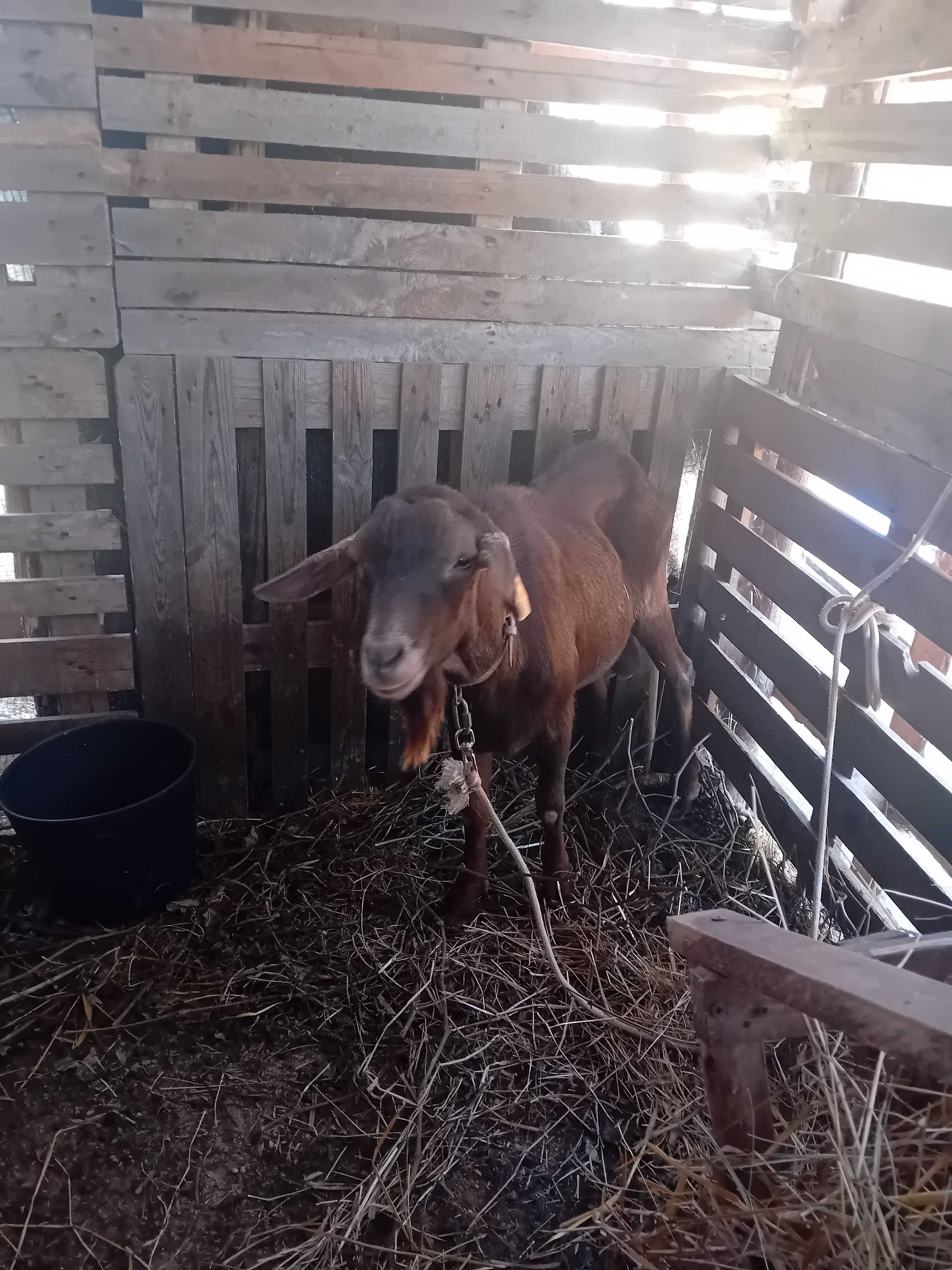 Bode com 1 ano. Raça  murciano
