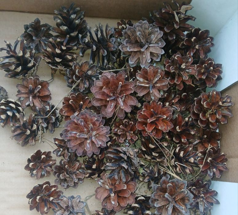 Szyszki sosnowe tegoroczne