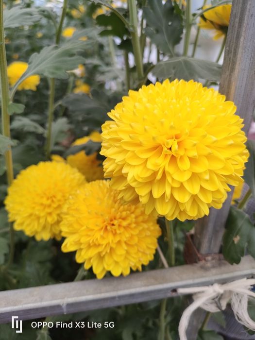 Crisântemo várias qualidades