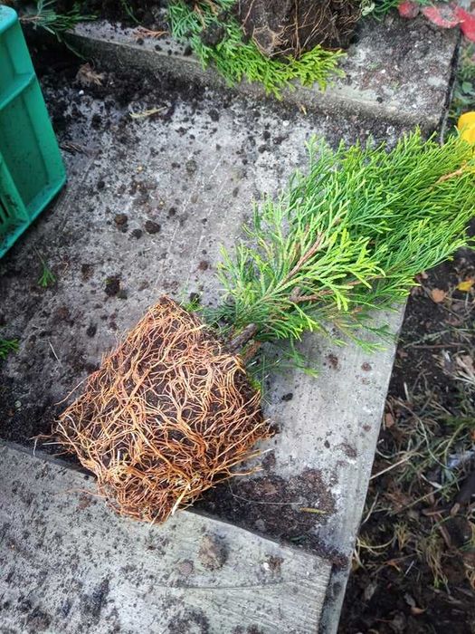 Tuja Szmaragd Doniczka 40 50 cm z dowozem żywopłot Lublin  SADZIMY