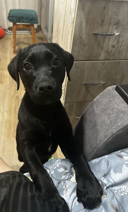 Віддам безкоштовно! Лабрадор дівчинка