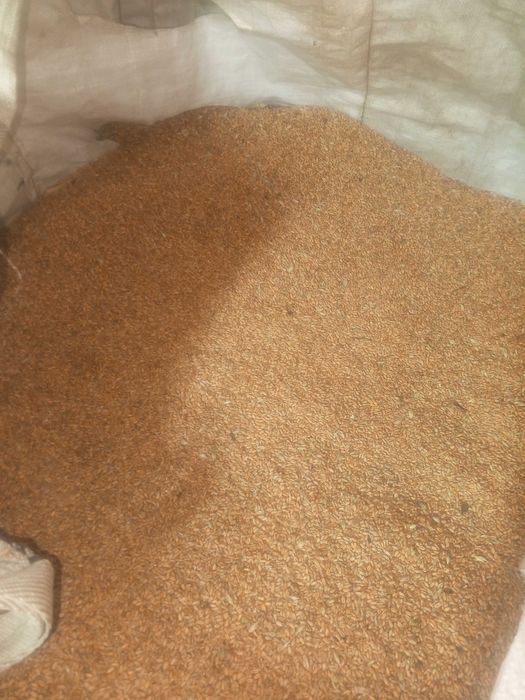 Продам пшеницю 2025