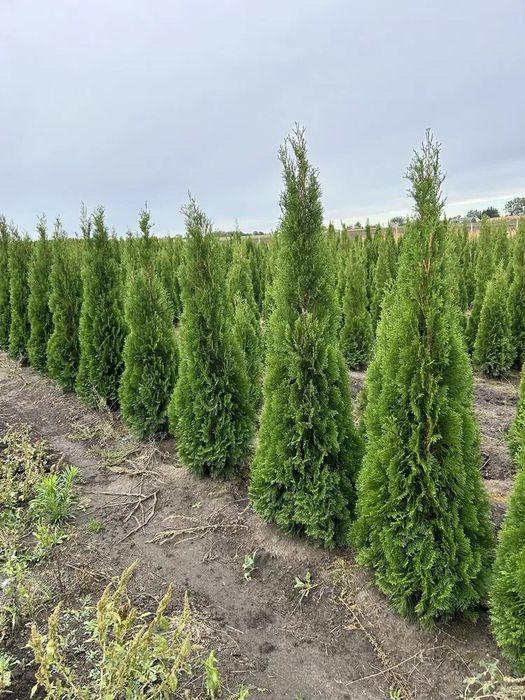 Tuja Szmaragd 120-180cm transport Sadzenie