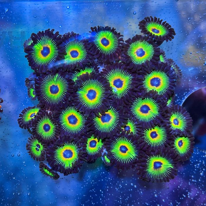 Zoanthus Rasta Cousins premium morskie fluo koralowce miękkie zoa