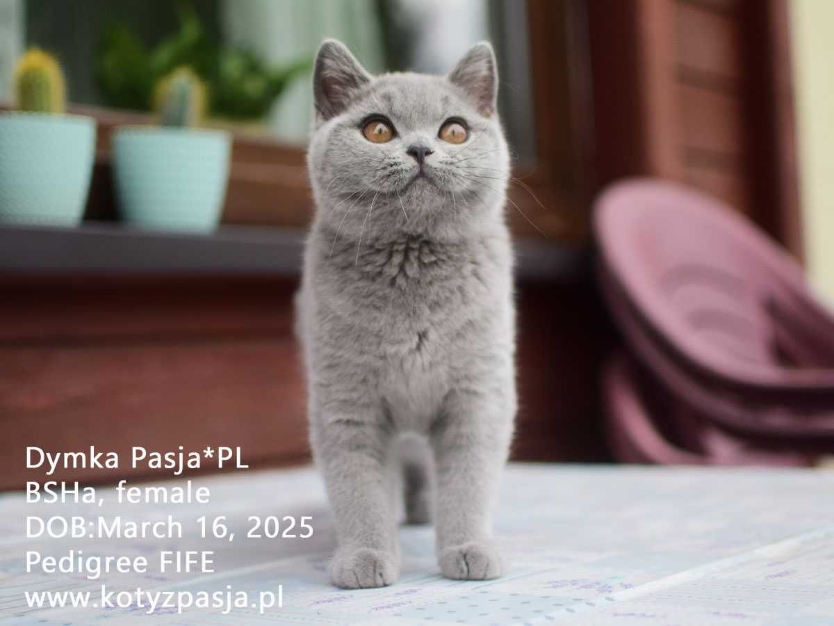 Kot brytyjski, kotka niebieska Dymka Pasja*PL FPL/FIFE opcja hodowlana