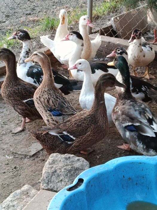 Kaczki i kaczory francuskie i staropolskie tegoroczne i starsze