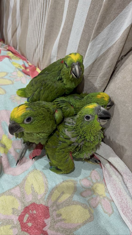 Papagaios Amazonas Ochrocephala domesticados