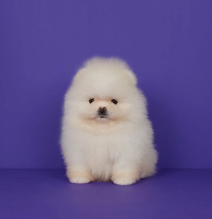 Мальчик и девочка померанского шпица