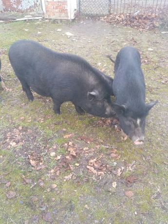 Продам вьетнамских вислоухих свиней вагою 100-130 кг,свиня поросна.