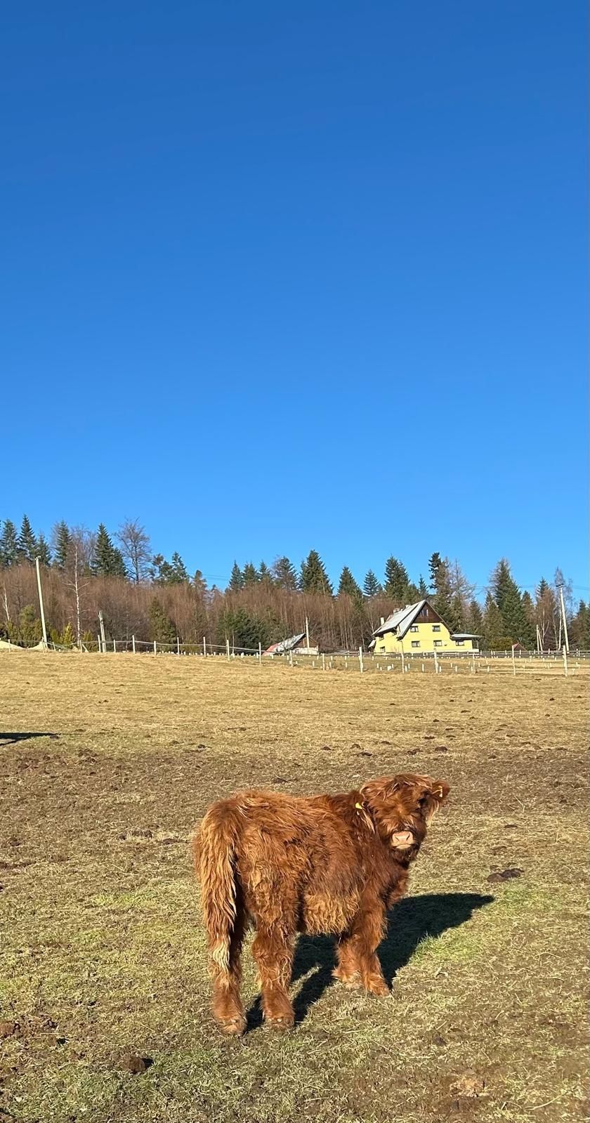Krowy szkockie, Higland Cattle
