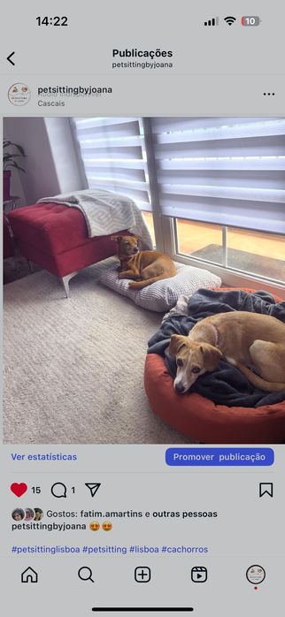 Pet sitting acessível: estadias, visitas, passeios e pet táxi.