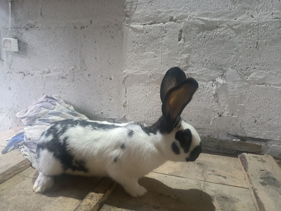 Króliki młode samce samice