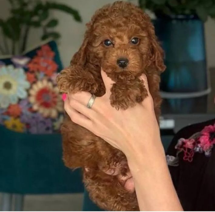 Хлопчик красунчік той.   пуделЬ