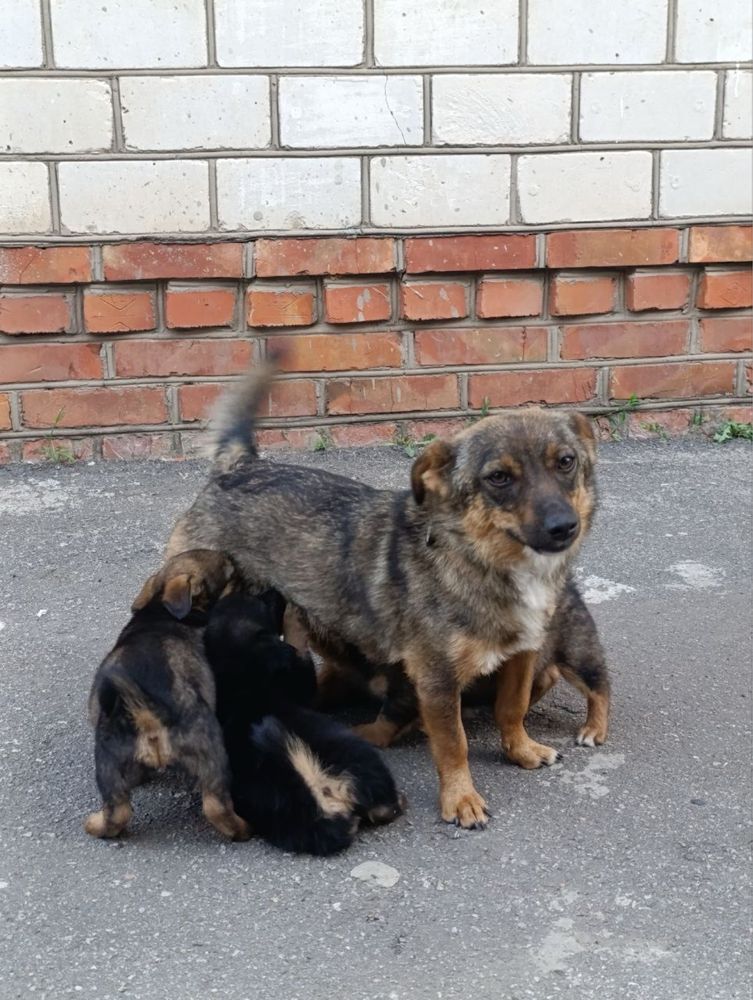 Цуценята дівчинки