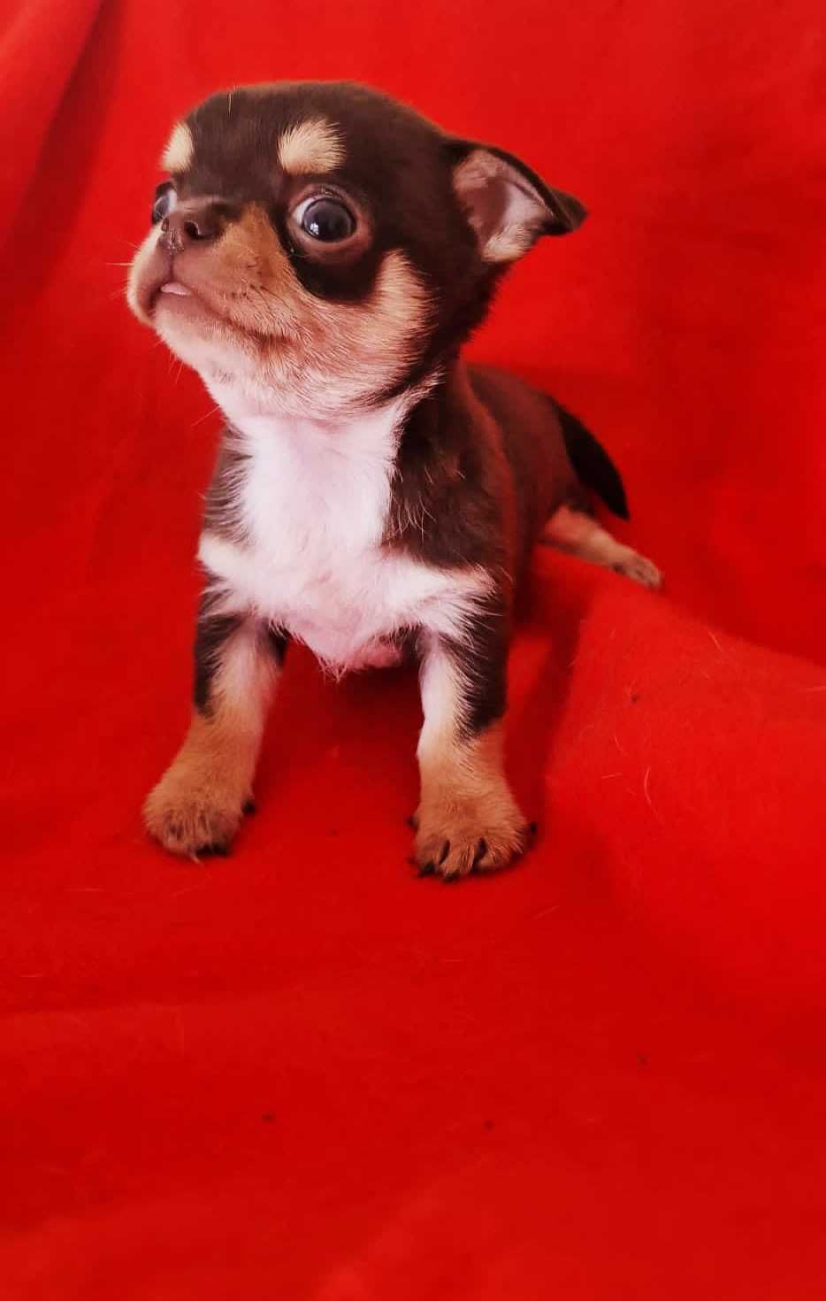 Chihuahua Macho cor Choco Tan