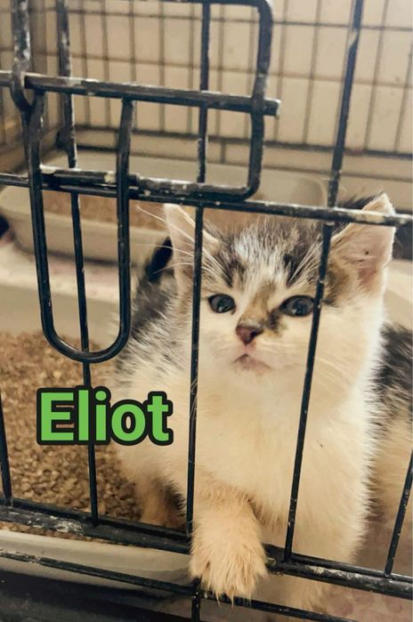 Male kotki polecaja sie do adopcji