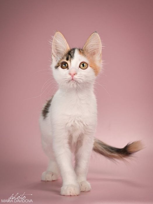 Отдам даром в добрые руки трехцветную кошечку