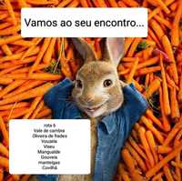 Entrega de coelhos Vale de Cambra