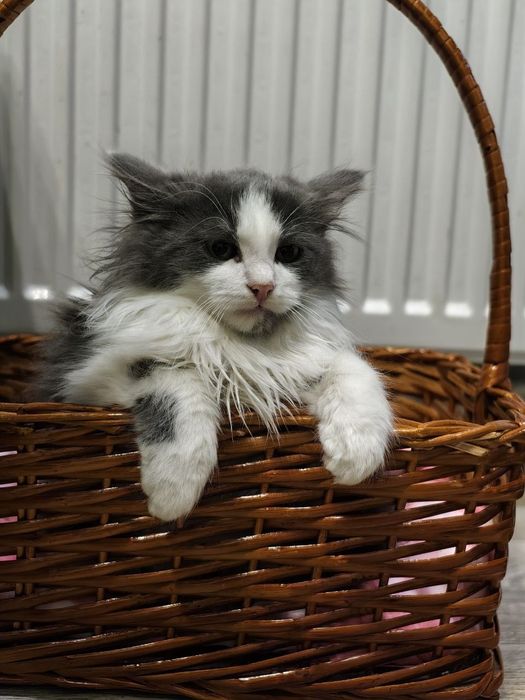 Шикарний котик у найкращу родину