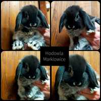 Królik baranek mini lop podbielany