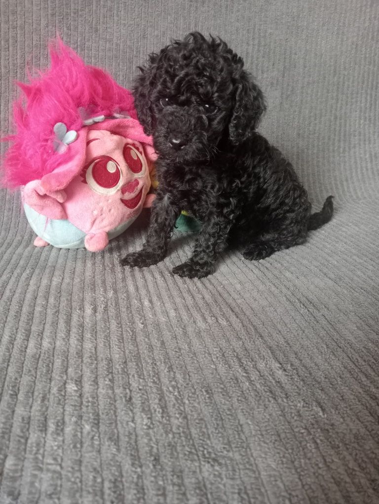 Pudel miniaturowy samiec rodowód czarny