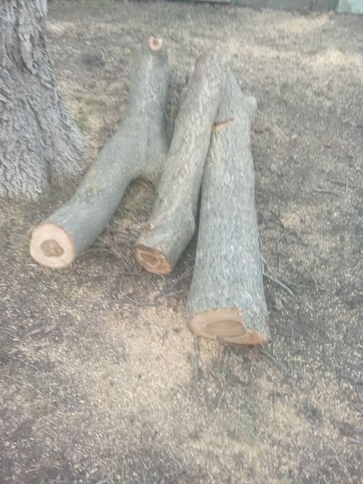 Горіхові слеби спиляний домашній горіх