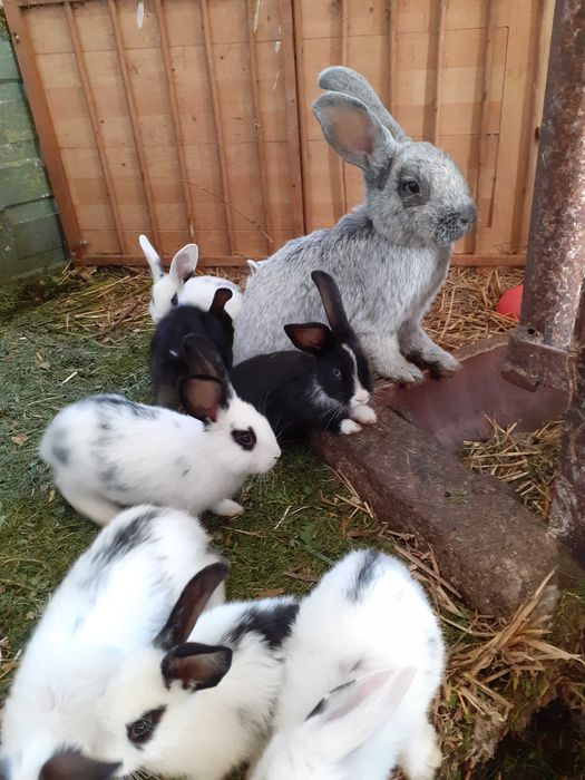 Sprzedam króliki likwidacja hodowli