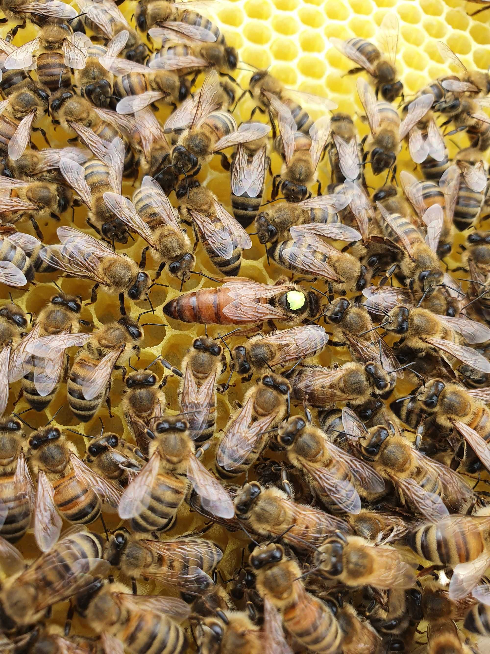 pszczoły rodziny na ramce wlkp. Buckfast, krainka