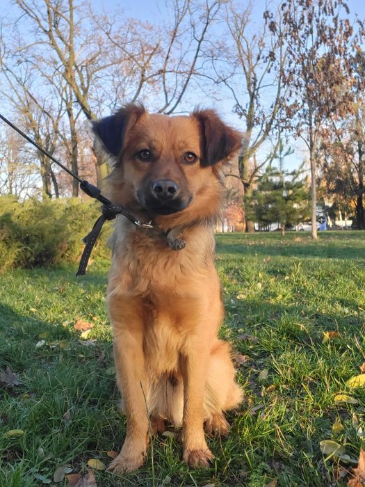 Знайшли песика красунчика Софіївка Черкаський район траса Р-10