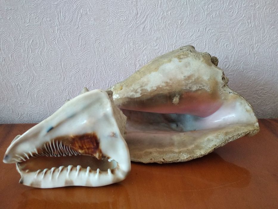 Морские ( океанические ракушки